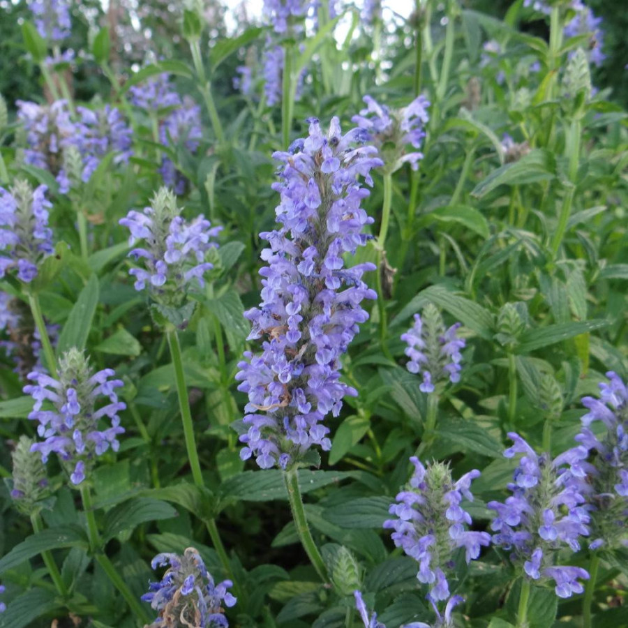 Plantes Vivaces NEPETA nervosa - Menthe des chats en vente - Pépinière Lepage .