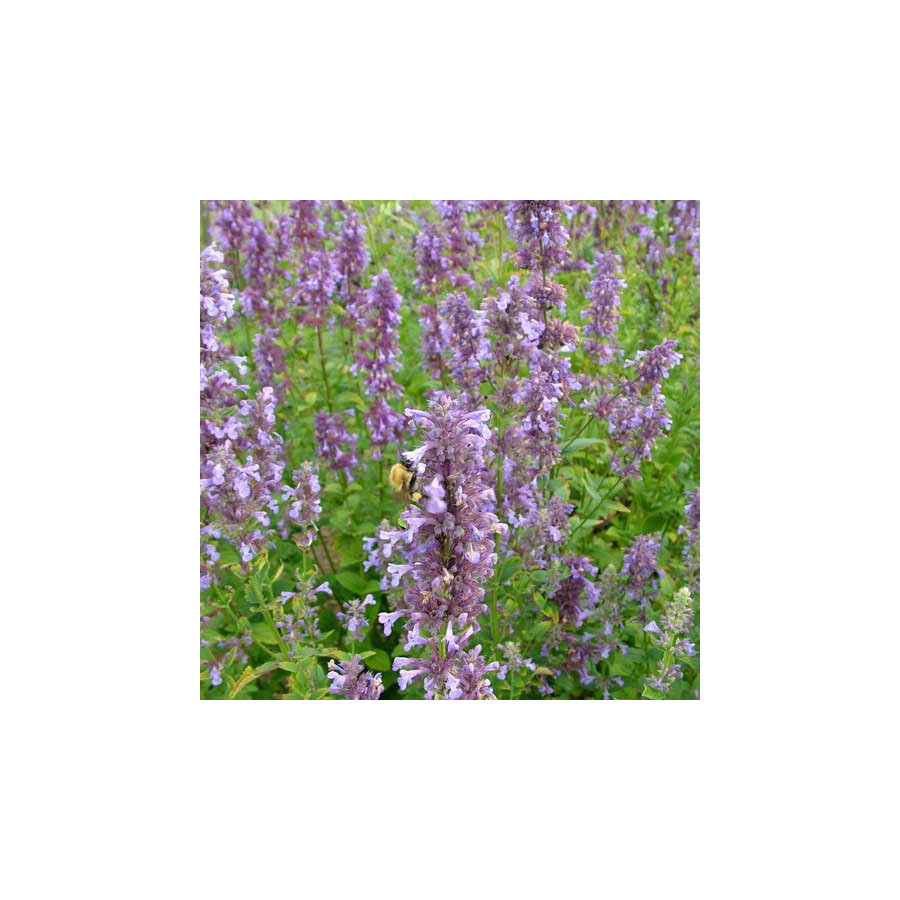 Plantes Vivaces NEPETA parnassica - Menthe des chats en vente - Pépinière Lepage .