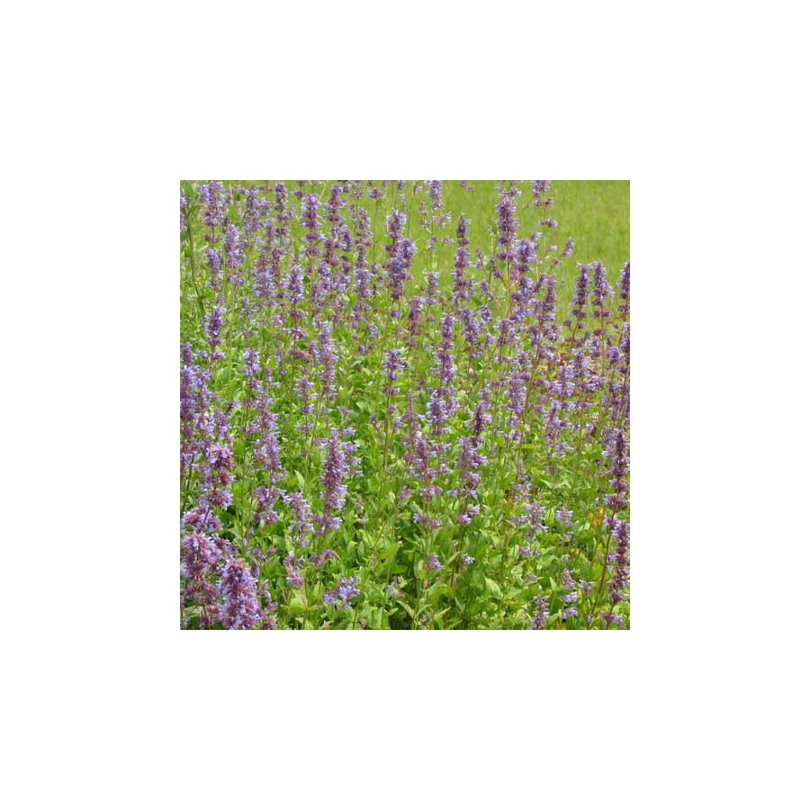 Plantes Vivaces NEPETA parnassica - Menthe des chats en vente - Pépinière Lepage .