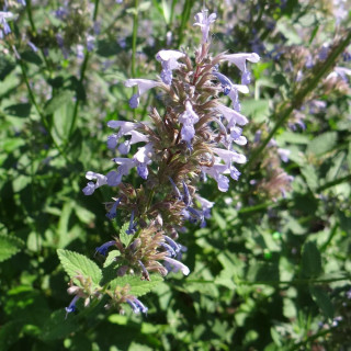 Plantes Vivaces NEPETA parnassica - Menthe des chats en vente - Pépinière Lepage .