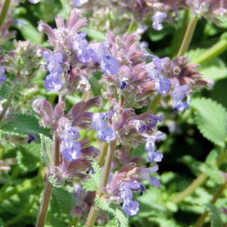 plantes-vivaces-nepeta-racemosa-grog-menthe-des-chats-en-vente-pepiniere-lepage-