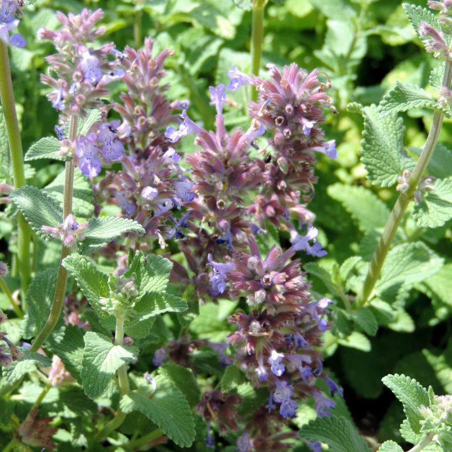Plantes Vivaces NEPETA racemosa 'Grog' - Menthe des chats en vente - Pépinière Lepage .