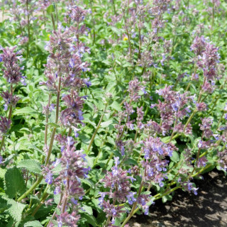 Plantes Vivaces NEPETA racemosa 'Grog' - Menthe des chats en vente - Pépinière Lepage .