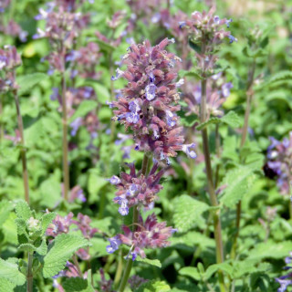 Plantes Vivaces NEPETA racemosa 'Grog' - Menthe des chats en vente - Pépinière Lepage .