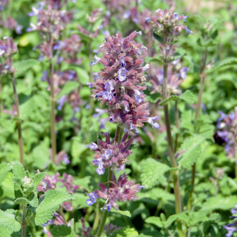 Plantes Vivaces NEPETA racemosa 'Grog' - Menthe des chats en vente - Pépinière Lepage .