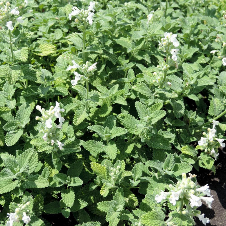 Plantes Vivaces NEPETA racemosa 'Snowflake' (faassenii) - Menthe des chats en vente - Pépinière Lepage .