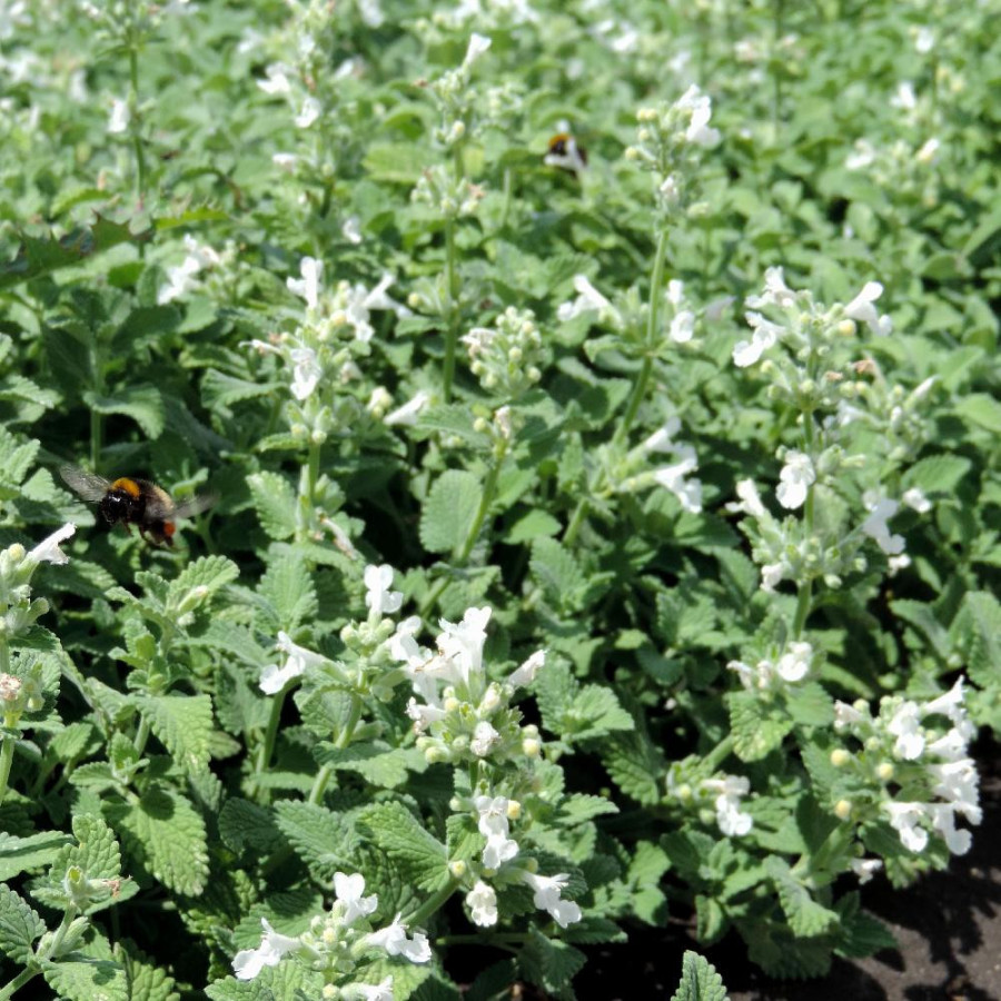 Plantes Vivaces NEPETA racemosa 'Snowflake' (faassenii) - Menthe des chats en vente - Pépinière Lepage .