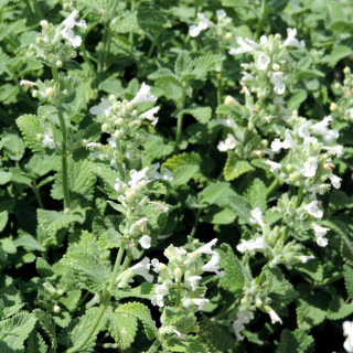 Plantes Vivaces NEPETA racemosa 'Snowflake' (faassenii) - Menthe des chats en vente - Pépinière Lepage .