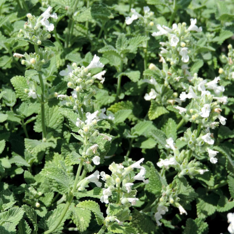 Plantes Vivaces NEPETA racemosa 'Snowflake' (faassenii) - Menthe des chats en vente - Pépinière Lepage .