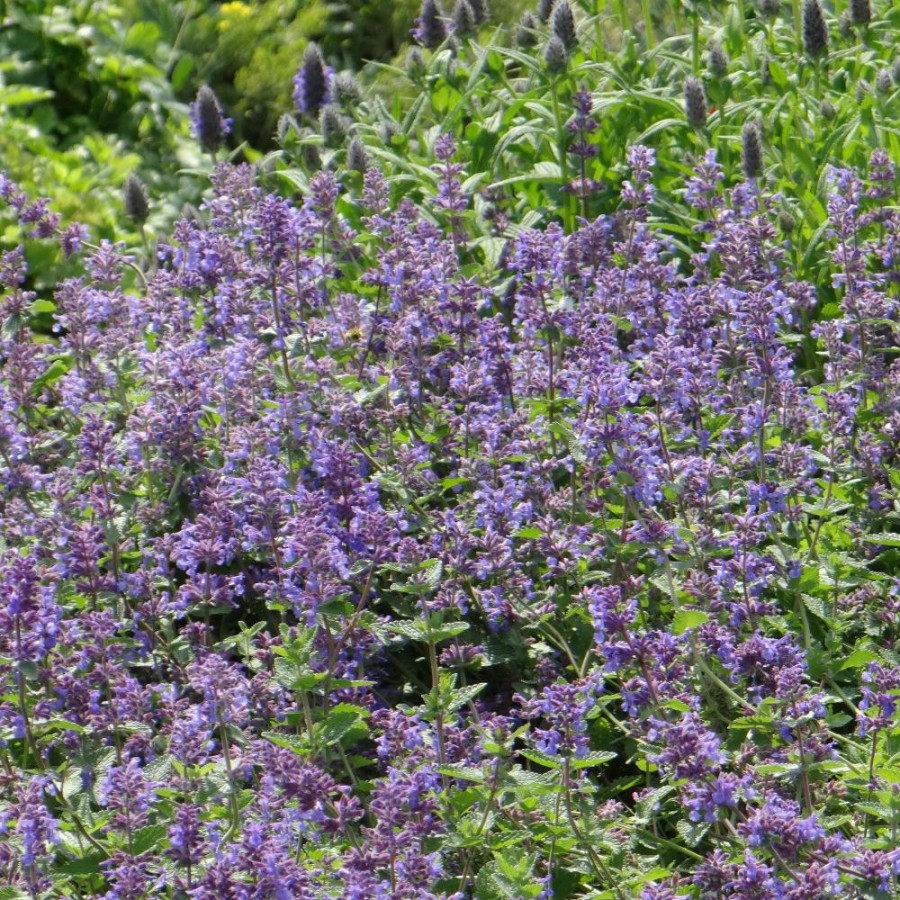 Plantes Vivaces NEPETA racemosa (mussinii) - Menthe des chats en vente - Pépinière Lepage .