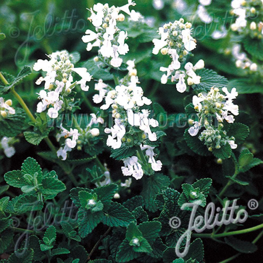 Plantes Vivaces NEPETA racemosa alba - Menthe des chats en vente - Pépinière Lepage .