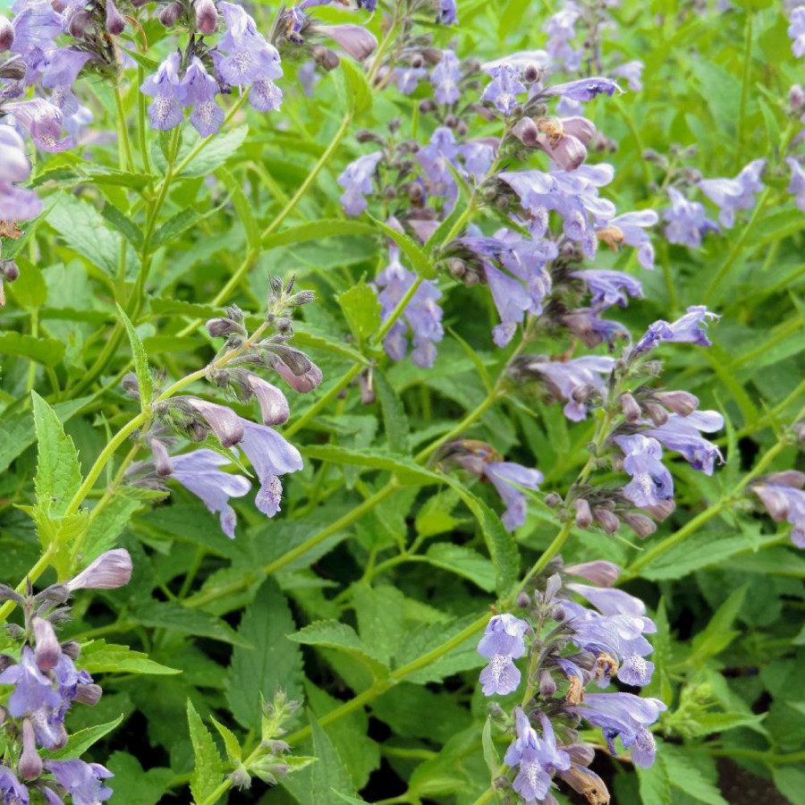 Plantes Vivaces NEPETA sibirica - Menthe des chats en vente - Pépinière Lepage .