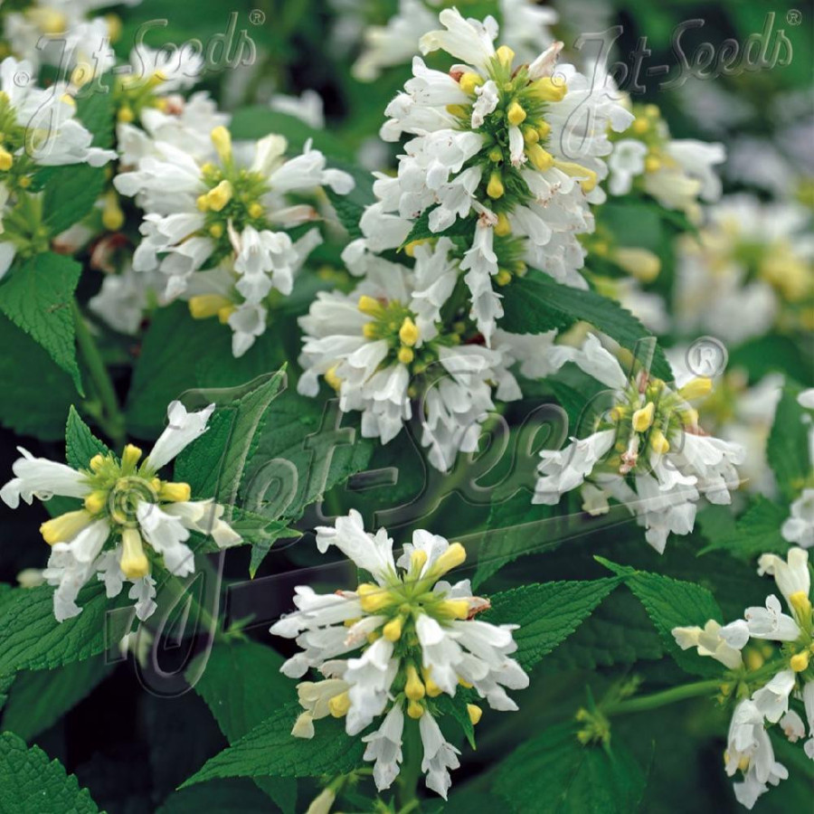NEPETA subsessilis 'White Dreams'