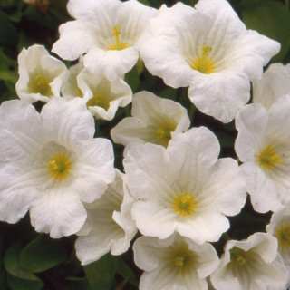 plantes-vivaces-nierembergia-repens-en-vente-pepiniere-lepage-