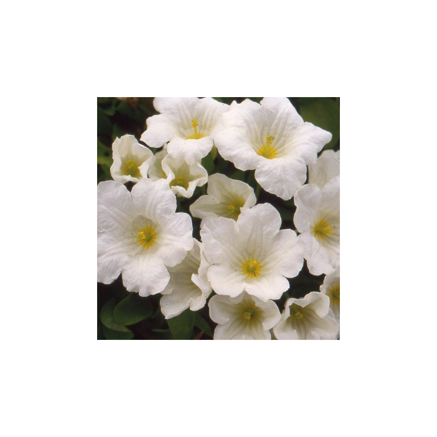 Plantes Vivaces NIEREMBERGIA repens en vente - Pépinière Lepage .