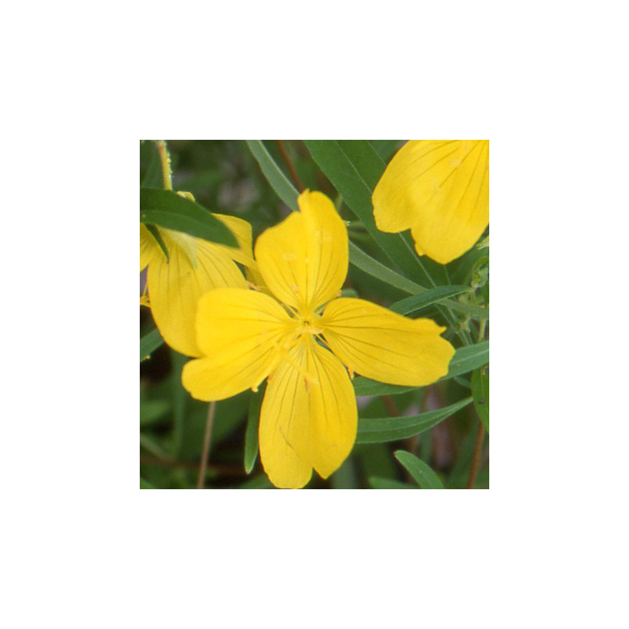 Plantes Vivaces OENOTHERA 'African Sun' ® - Oenothère en vente - Onagre en vente - Pépinière Lepage .