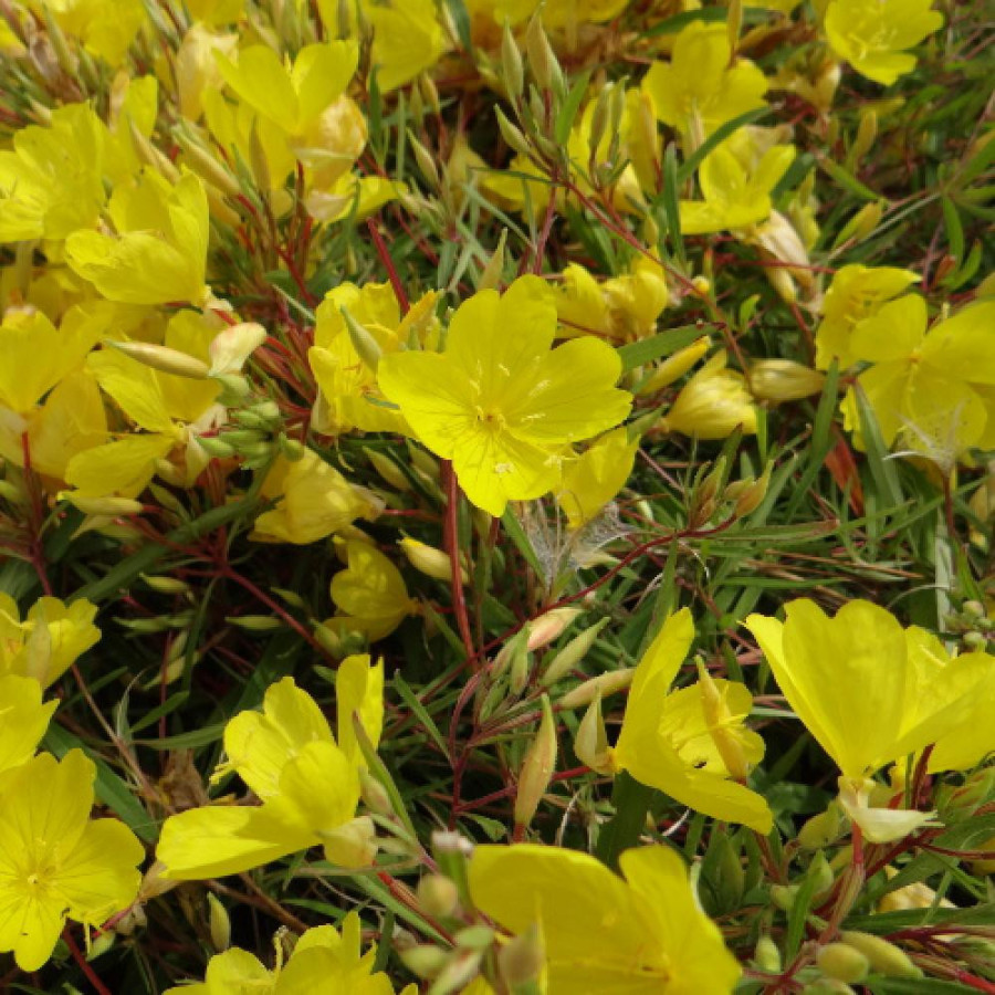 Plantes Vivaces OENOTHERA 'African Sun' ® - Oenothère en vente - Onagre en vente - Pépinière Lepage .
