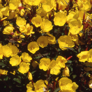 plantes-vivaces-oenothera-fruticosa-sonnenwende-oenothere-en-vente-onagre-en-vente-pepiniere-lepage-