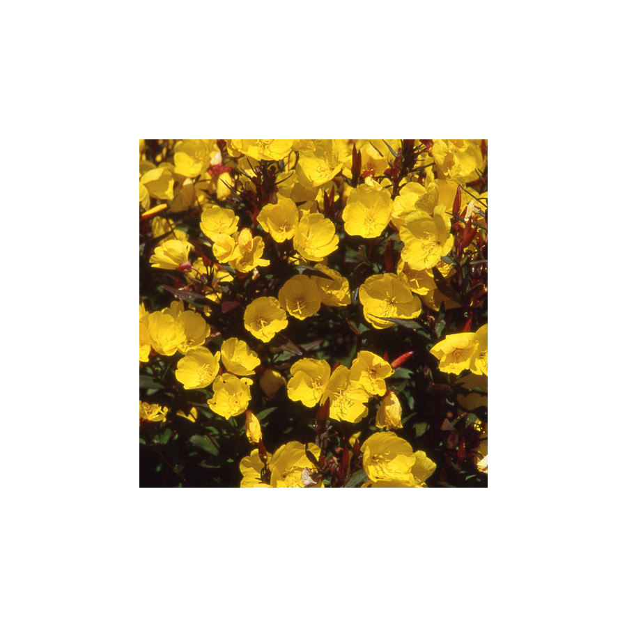 Plantes Vivaces OENOTHERA fruticosa 'Sonnenwende' - Oenothère en vente - Onagre en vente - Pépinière Lepage .