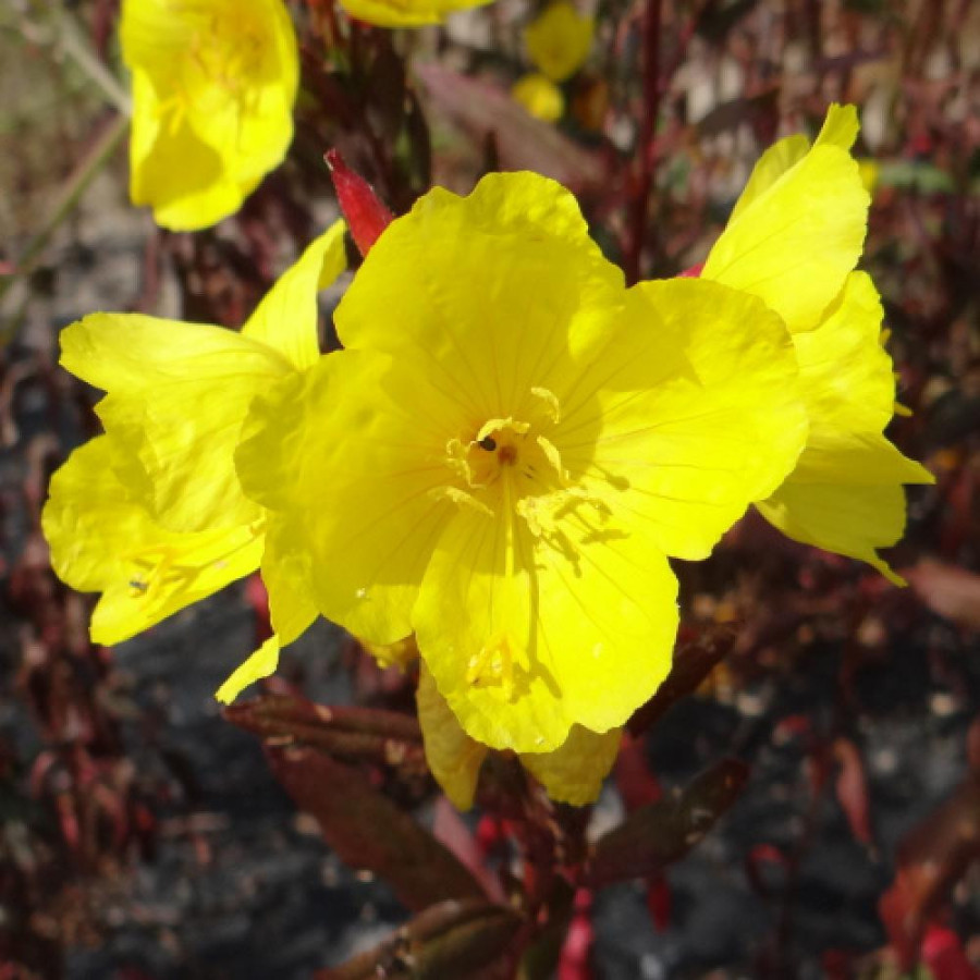 Plantes Vivaces OENOTHERA fruticosa 'Sonnenwende' - Oenothère en vente - Onagre en vente - Pépinière Lepage .