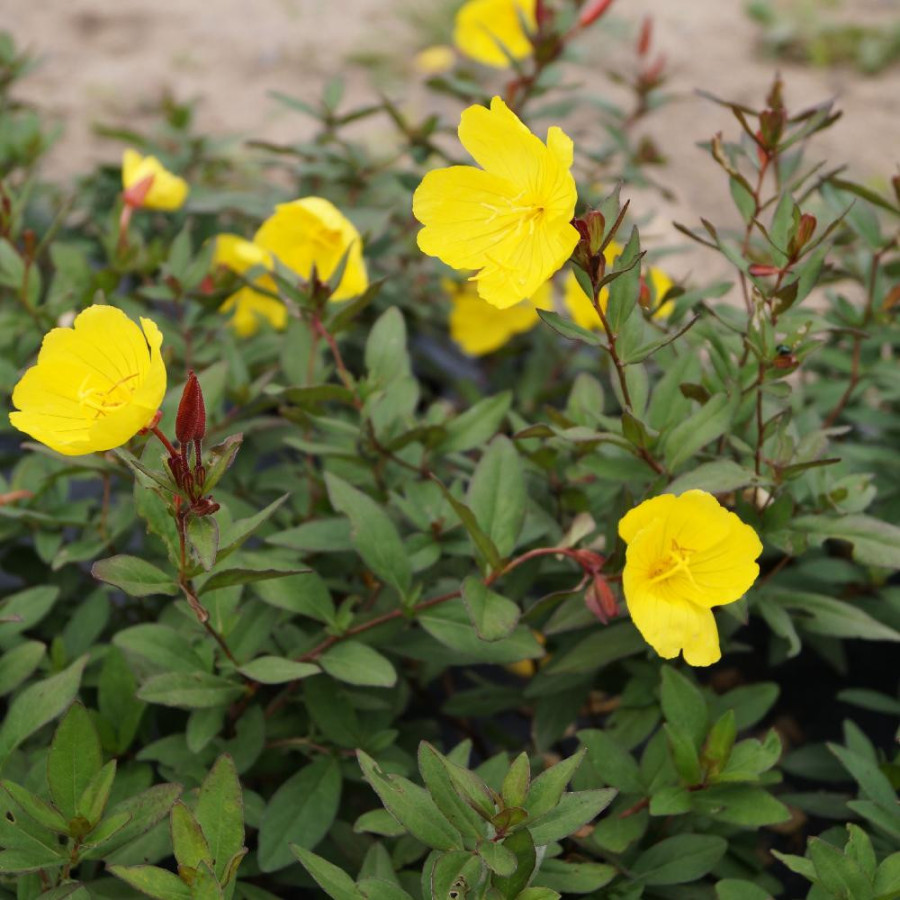 Plantes Vivaces OENOTHERA fruticosa 'Sonnenwende' - Oenothère en vente - Onagre en vente - Pépinière Lepage .