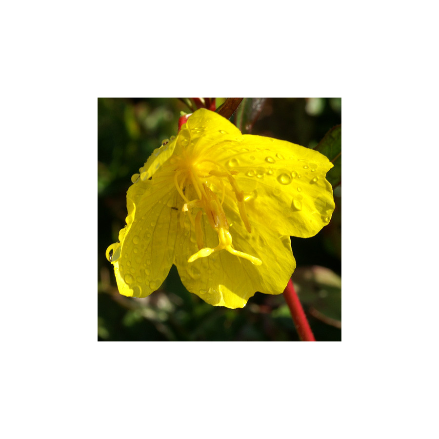 plantes-vivaces-oenothera-fruticosa-ssp-glauca-oenothere-en-vente-onagre-en-vente-pepiniere-lepage-