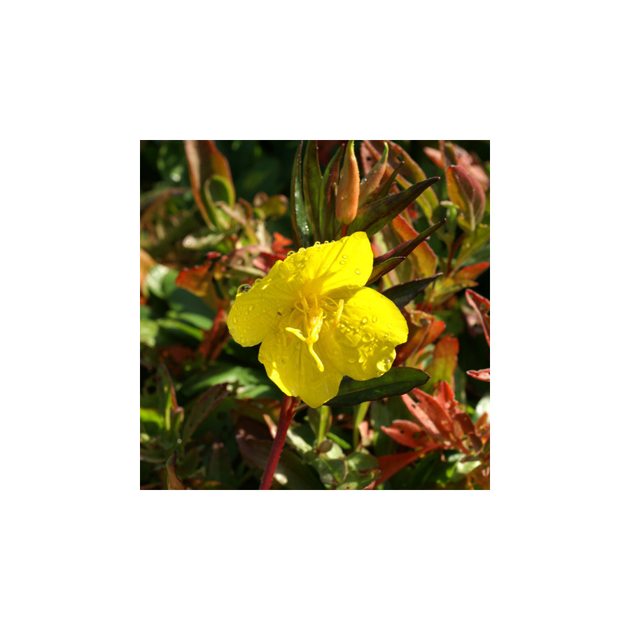 plantes-vivaces-oenothera-fruticosa-ssp-glauca-oenothere-en-vente-onagre-en-vente-pepiniere-lepage-