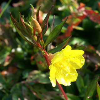 plantes-vivaces-oenothera-fruticosa-ssp-glauca-oenothere-en-vente-onagre-en-vente-pepiniere-lepage-