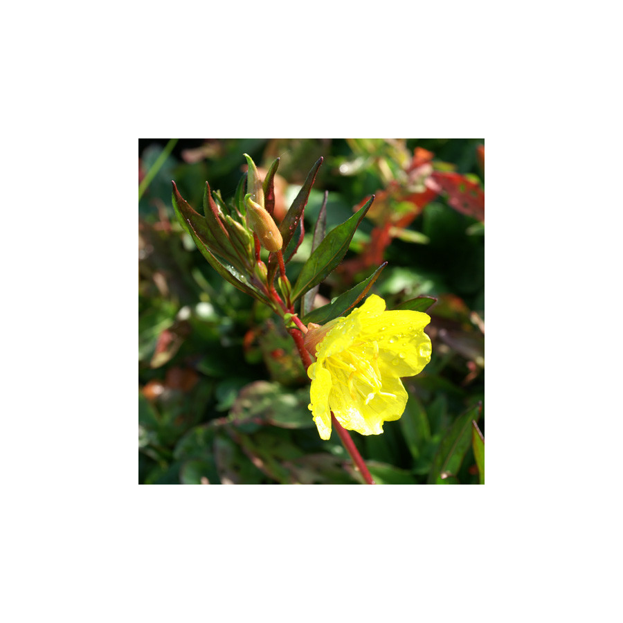 plantes-vivaces-oenothera-fruticosa-ssp-glauca-oenothere-en-vente-onagre-en-vente-pepiniere-lepage-