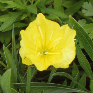 plantes-vivaces-oenothera-macrocarpa-missouriensis-oenothere-du-missouri-en-vente-onagre-du-missouri-en-vente-pepiniere-lepage-