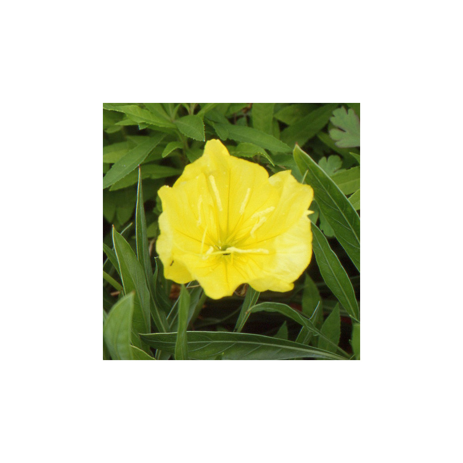 Plantes Vivaces OENOTHERA macrocarpa (missouriensis) - Oenothère du Missouri en vente - Onagre du Missouri en vente - Pépinière 