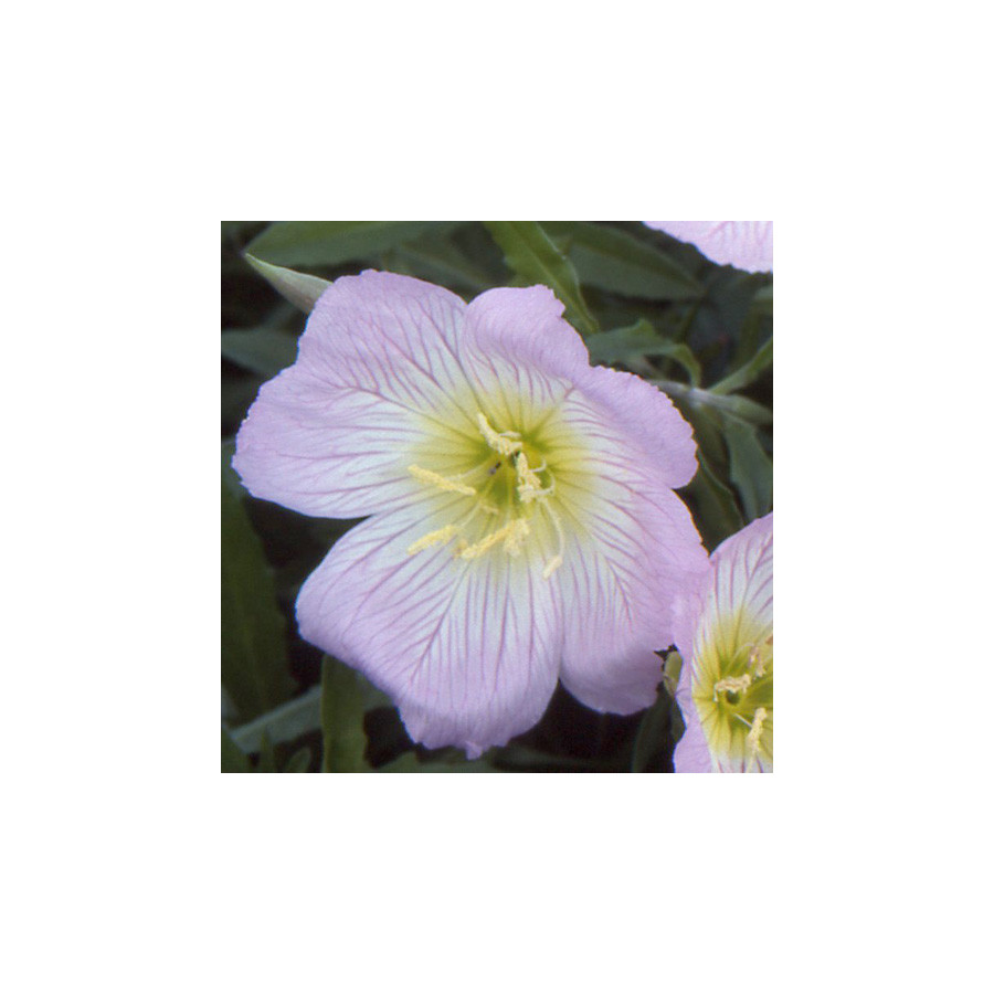 Plantes Vivaces OENOTHERA speciosa - Oenothère en vente - Onagre en vente - Pépinière Lepage .