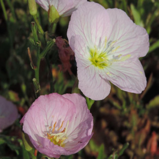 plantes-vivaces-oenothera-speciosa-rosea-berlandieri-oenothere-en-vente-onagre-en-vente-pepiniere-lepage-