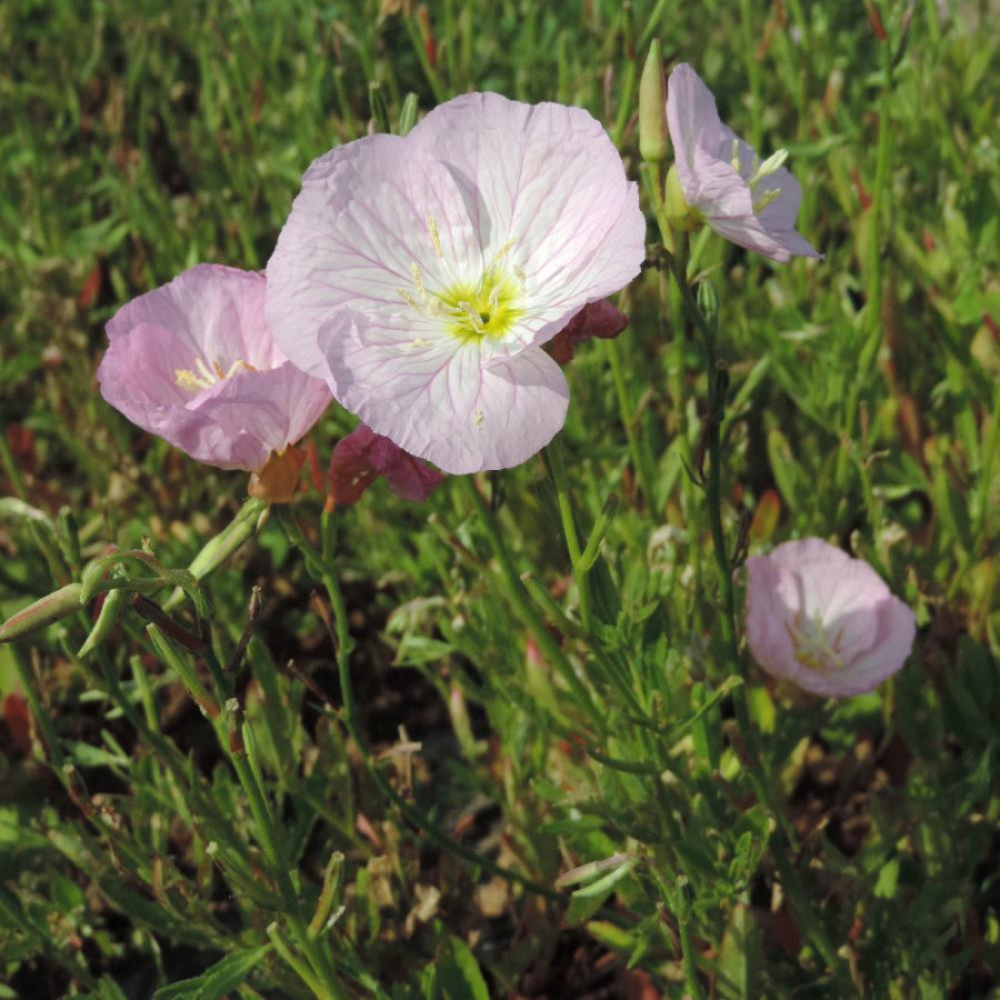 Plantes Vivaces OENOTHERA speciosa 'Rosea' (berlandieri) - Oenothère en vente - Onagre en vente - Pépinière Lepage .