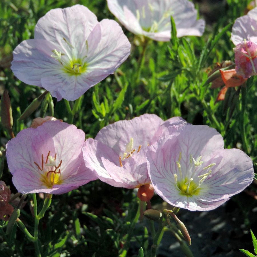Plantes Vivaces OENOTHERA speciosa 'Siskiyou' - Oenothère en vente - Pépinière Lepage .
