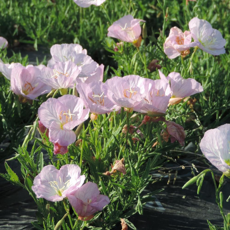 Plantes Vivaces OENOTHERA speciosa 'Siskiyou' - Oenothère en vente - Pépinière Lepage .