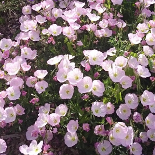 Plantes Vivaces OENOTHERA speciosa 'Siskiyou' - Oenothère en vente - Pépinière Lepage .