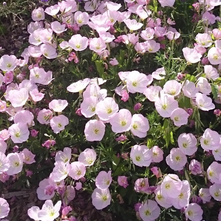 Plantes Vivaces OENOTHERA speciosa 'Siskiyou' - Oenothère en vente - Pépinière Lepage .