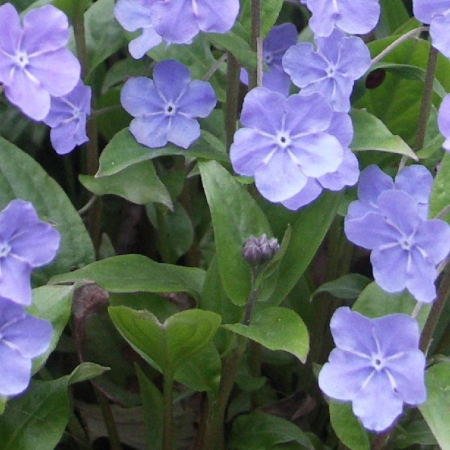 Plantes Vivaces OMPHALODES cappadocica 'Cherry Ingram' - Petite bourrache en vente - Pépinière Lepage .