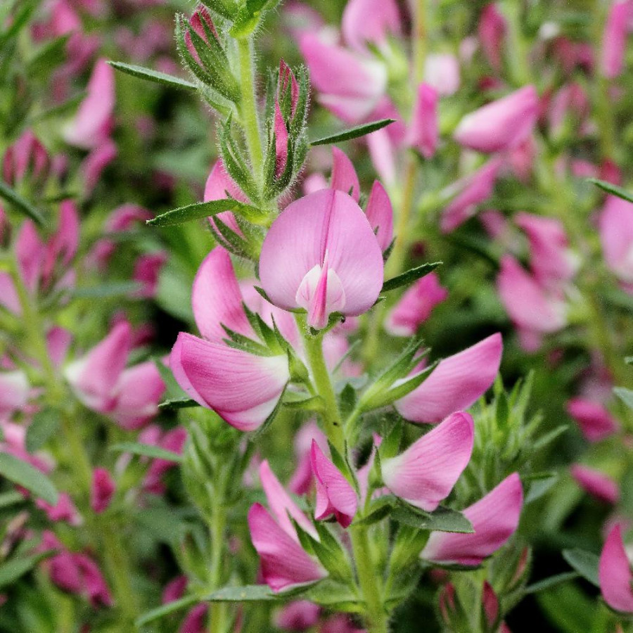 Plantes Vivaces ONONIS spinosa - Bugrane épineuse en vente - Arrête-boeuf en vente - Pépinière Lepage .