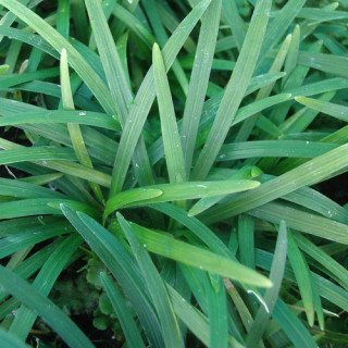 plantes-vivaces-ophiopogon-japonicus-herbe-aux-turquoises-en-vente-muguet-du-japon-en-vente-pepiniere-lepage-