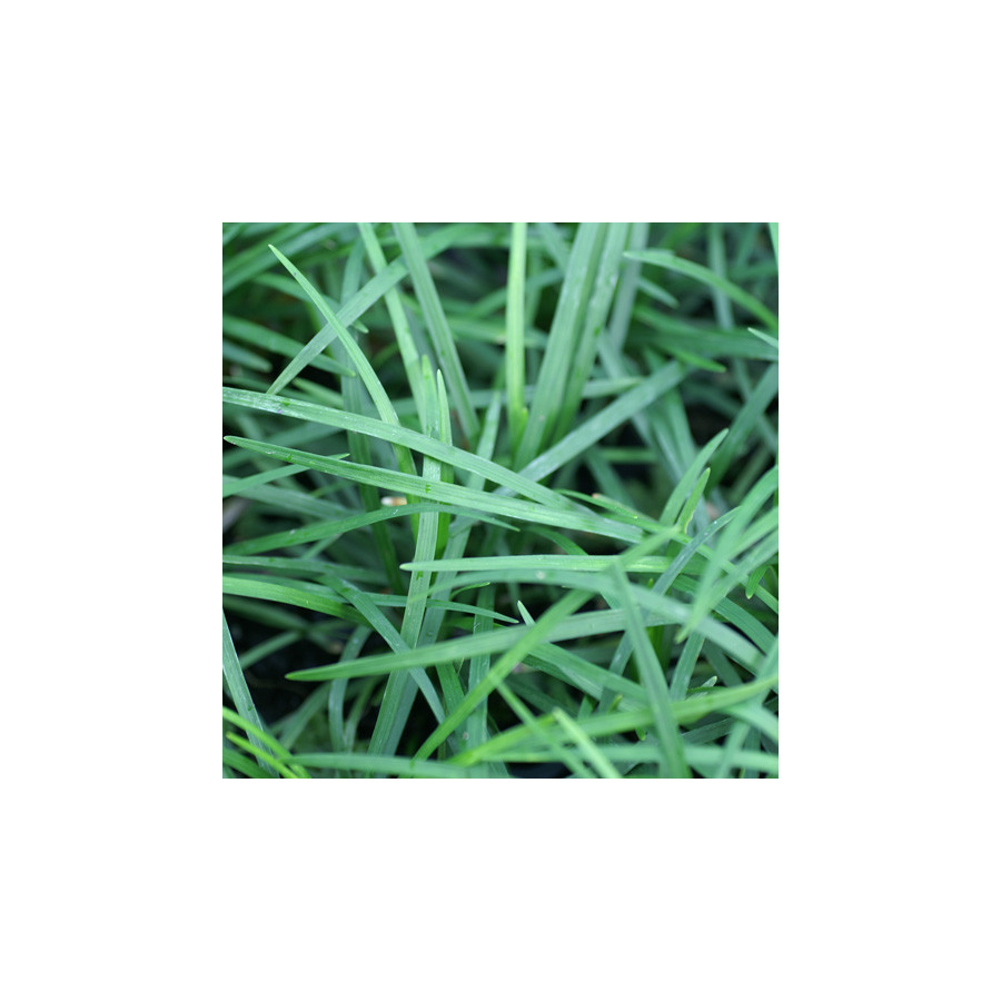 Plantes Vivaces OPHIOPOGON japonicus - Herbe aux turquoises en vente - Muguet du Japon en vente - Pépinière Lepage .