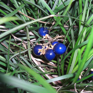 Plantes Vivaces OPHIOPOGON japonicus - Herbe aux turquoises en vente - Muguet du Japon en vente - Pépinière Lepage .