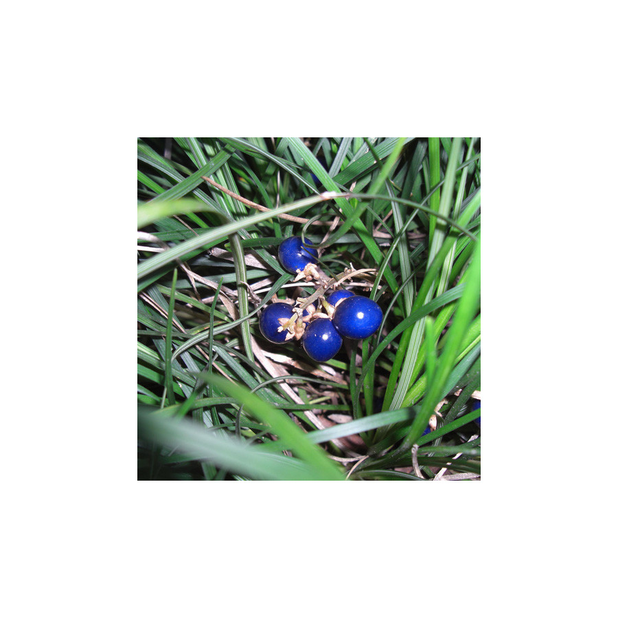 Plantes Vivaces OPHIOPOGON japonicus - Herbe aux turquoises en vente - Muguet du Japon en vente - Pépinière Lepage .