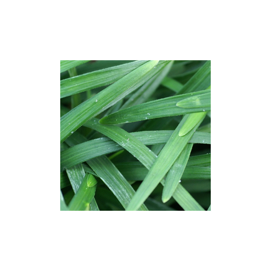 Plantes Vivaces OPHIOPOGON japonicus 'Minor' - Herbe aux turquoises en vente - Pépinière Lepage .