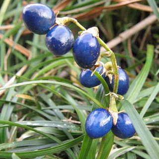 Plantes Vivaces OPHIOPOGON japonicus 'Minor' - Herbe aux turquoises en vente - Pépinière Lepage .