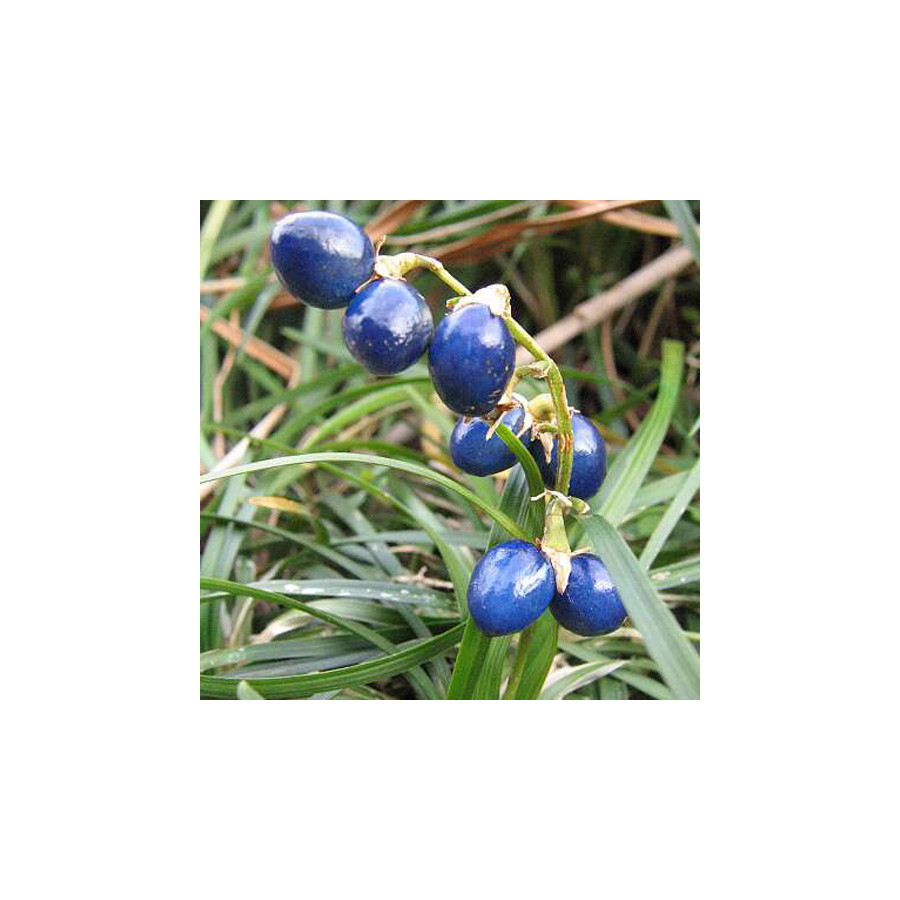 Plantes Vivaces OPHIOPOGON japonicus 'Minor' - Herbe aux turquoises en vente - Pépinière Lepage .