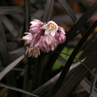plantes-vivaces-ophiopogon-planiscapus-niger-muguet-du-japon-en-vente-pepiniere-lepage-