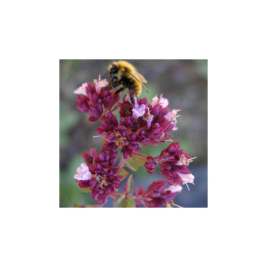 plantes-vivaces-origanum-rosenkuppel-origan-en-vente-marjolaine-en-vente-pepiniere-lepage-