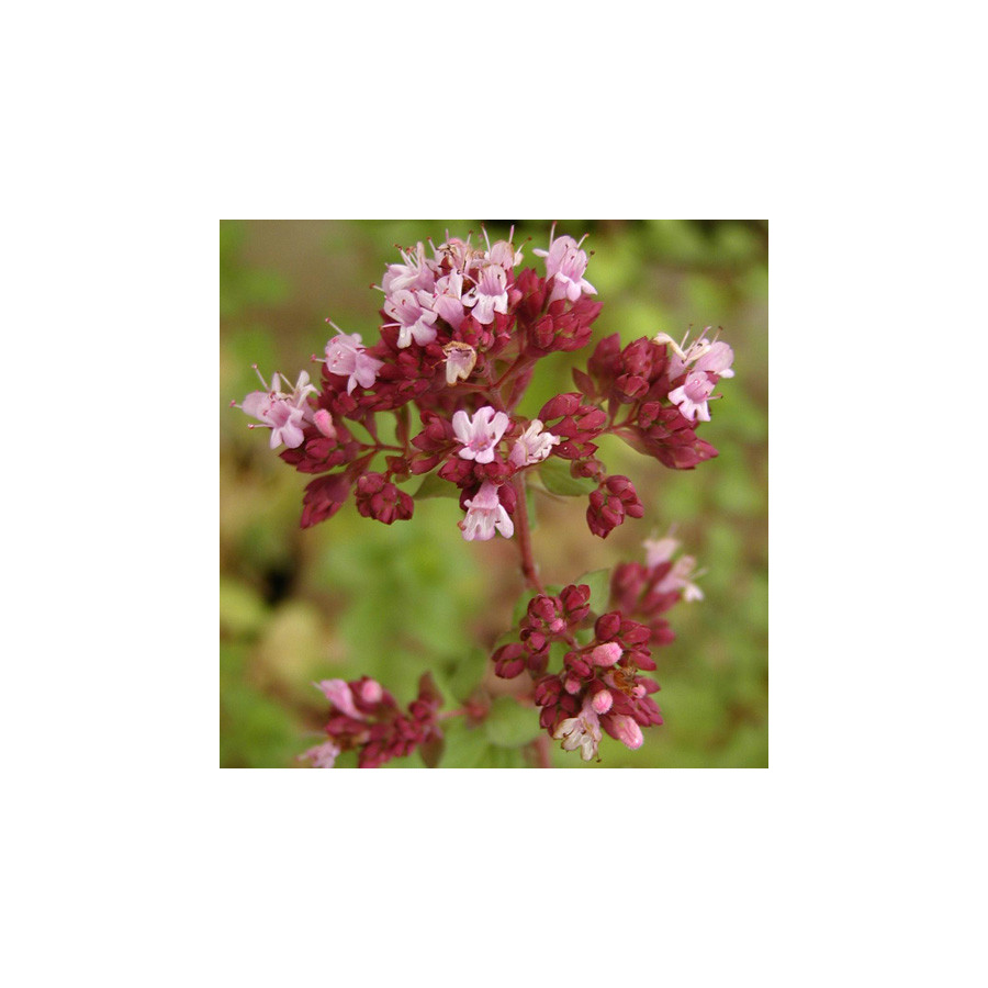 plantes-vivaces-origanum-rosenkuppel-origan-en-vente-marjolaine-en-vente-pepiniere-lepage-